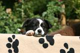 BORDER COLLIE 1220